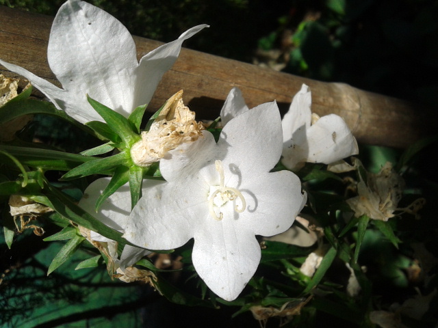 Platycodon grandiflorus cv. (Campanulaceae)